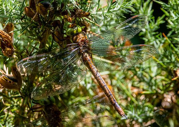 Norfolk hawker