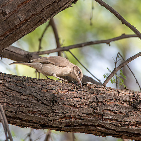 Common wood shrike
