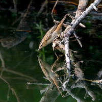 Pallas's grasshopper warbler