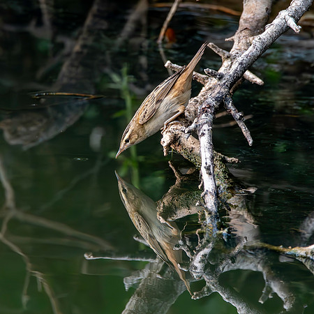 Pallas's grasshopper warbler