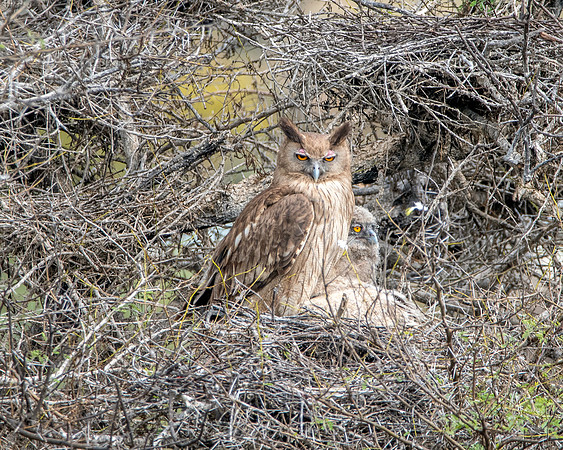 Dusky eagle owl