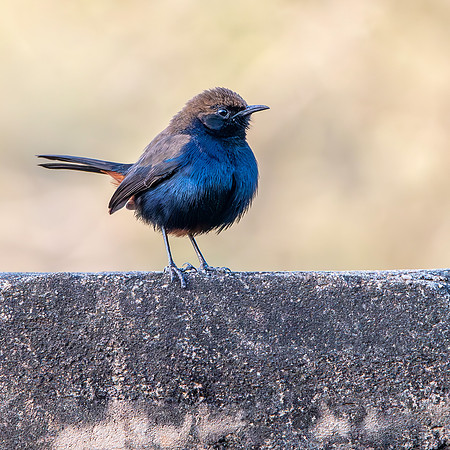 Indian robin, male