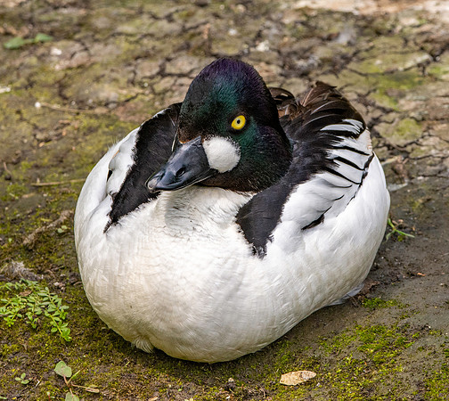 Goldeneye, males and female