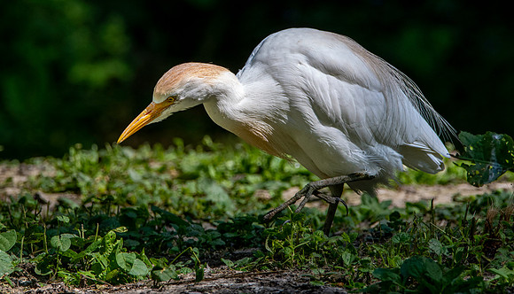 Cattle egret