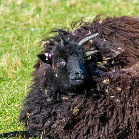Hebridean sheep