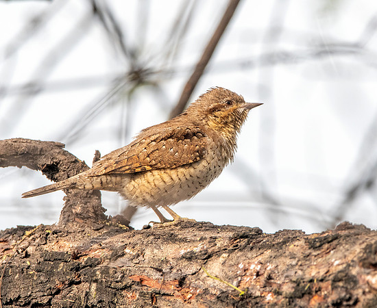 Wryneck