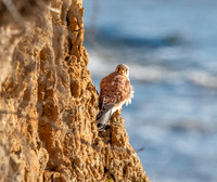 Common Eurasian kestrel