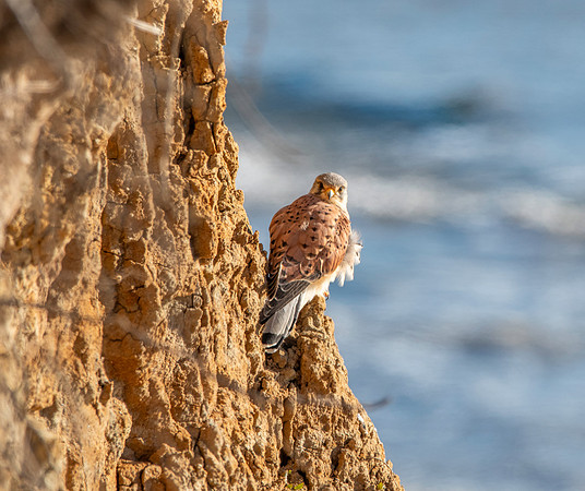 Common Eurasian kestrel