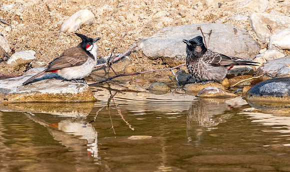 Red whiskered/red vented bulbuls