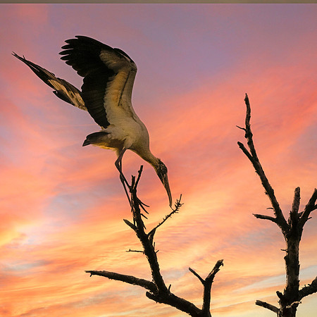 Wood stork