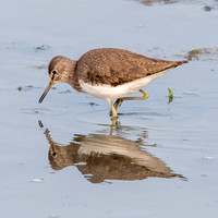 Green sandpiper