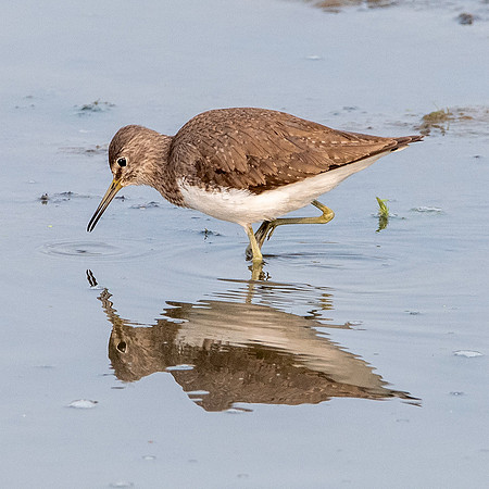 Green sandpiper