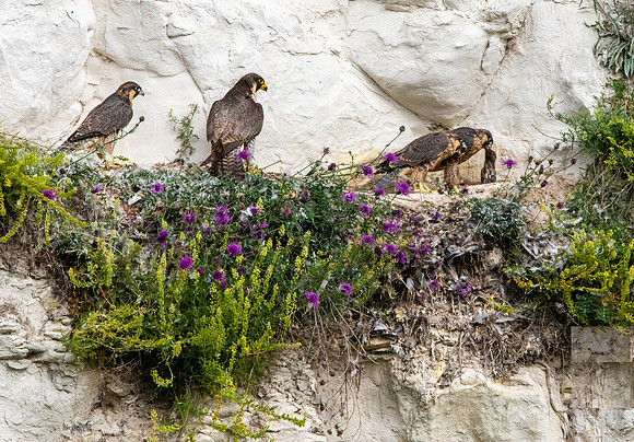 Peregrine falcon nest