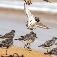 Black bellied plover