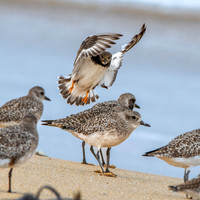 Black bellied plover