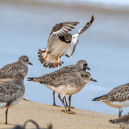 Black bellied plover