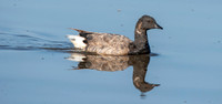 Brent / Brant goose