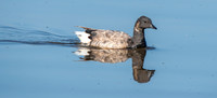 Brent / Brant goose