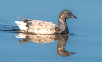 Brent / Brant goose