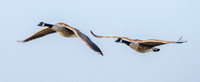Canada geese, flying