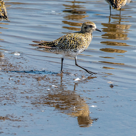 Golden plover