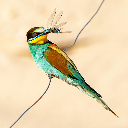 European bee eater