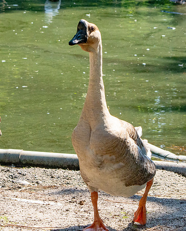 African goose