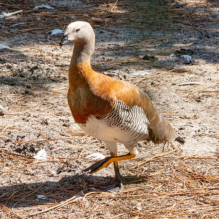 Ashy headed goose