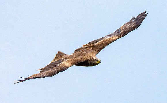 Black kite
