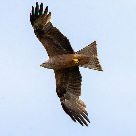 Black kite