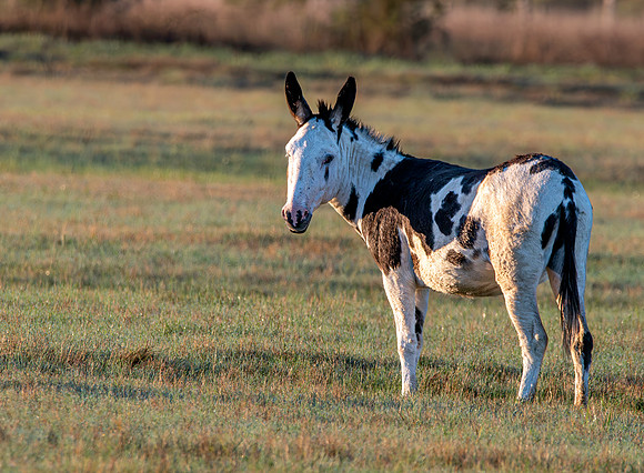Mule