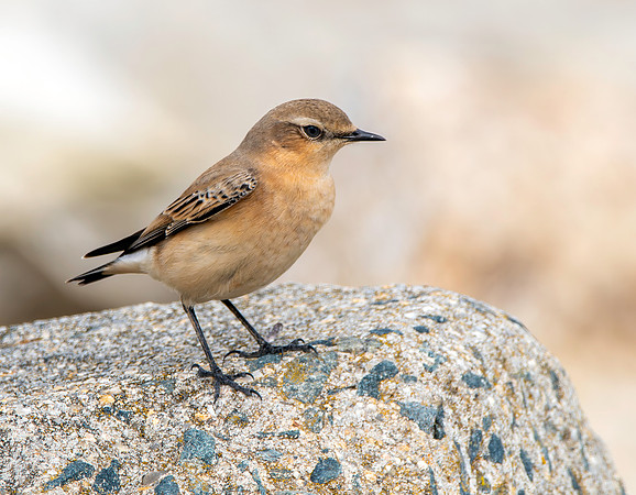 Northern Wheatear