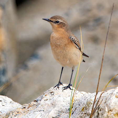Northern Wheatear