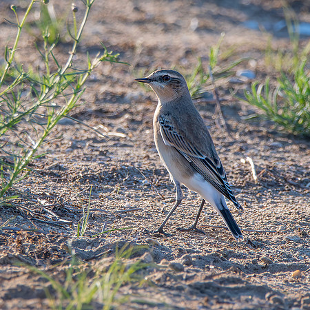 Northern Wheatear
