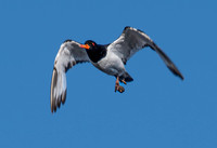 Eurasian / Common Oystercatcher