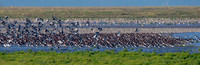 Eurasian / Common Oystercatcher