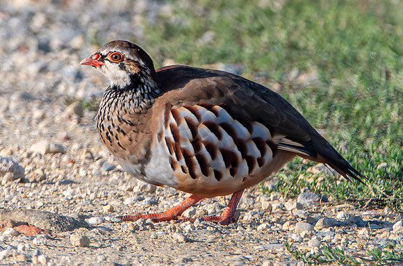 Red legged partridge