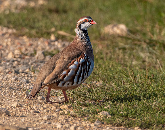 Red legged partridge