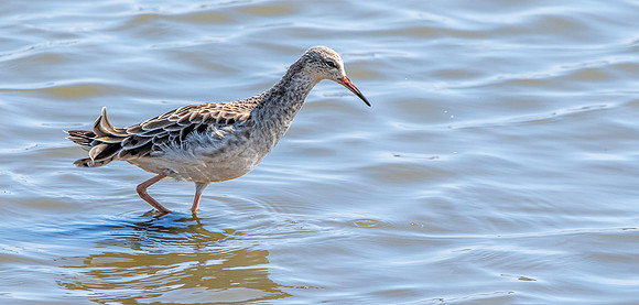 Ruff, non-breeding