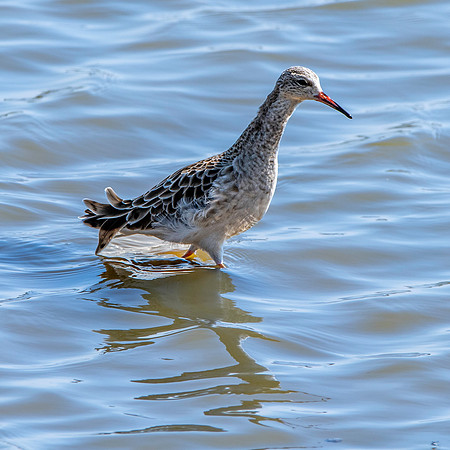 Ruff, non-breeding