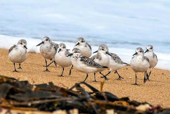 Sanderlings