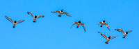 Eurasian / Common Oystercatcher - flying