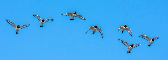 Eurasian / Common Oystercatcher - flying
