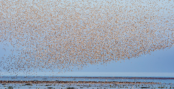 Bird spectacular