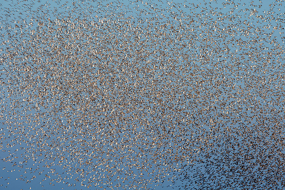 Bird spectacular