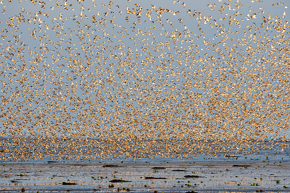 Bird spectacular