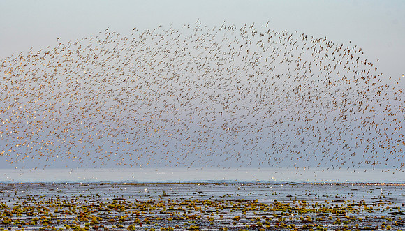 Bird spectacular