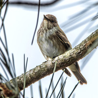 Spotted flycatcher