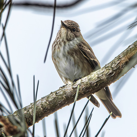 Spotted flycatcher
