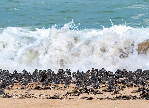 Ruddy turnstones
